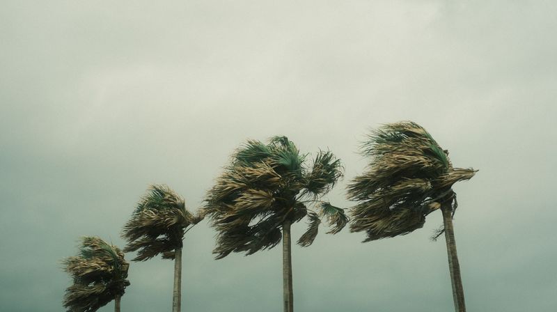 Palm trees bending in a strong storm wind